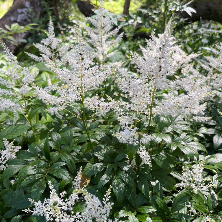 Astilbe Collection