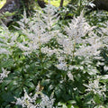 Astilbe sp. - White