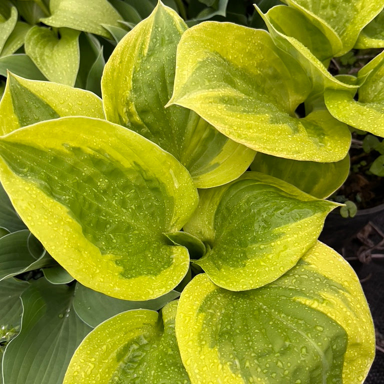 Hosta Collection