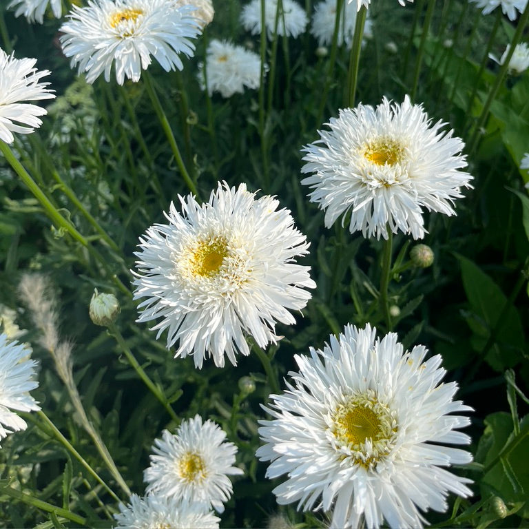 Leucanthemum x superbum 'Aglaia'