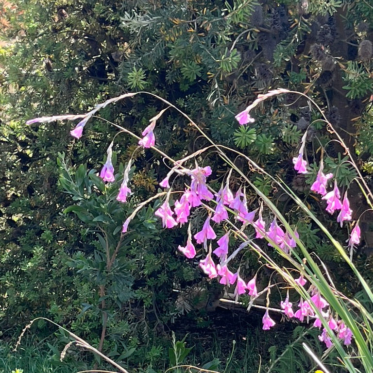 Dierama pulcherrimum - Pink Fairy's Fishing Rod