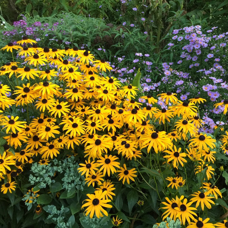 Rudbeckia fulgida x sullivantii 'Goldsturm'