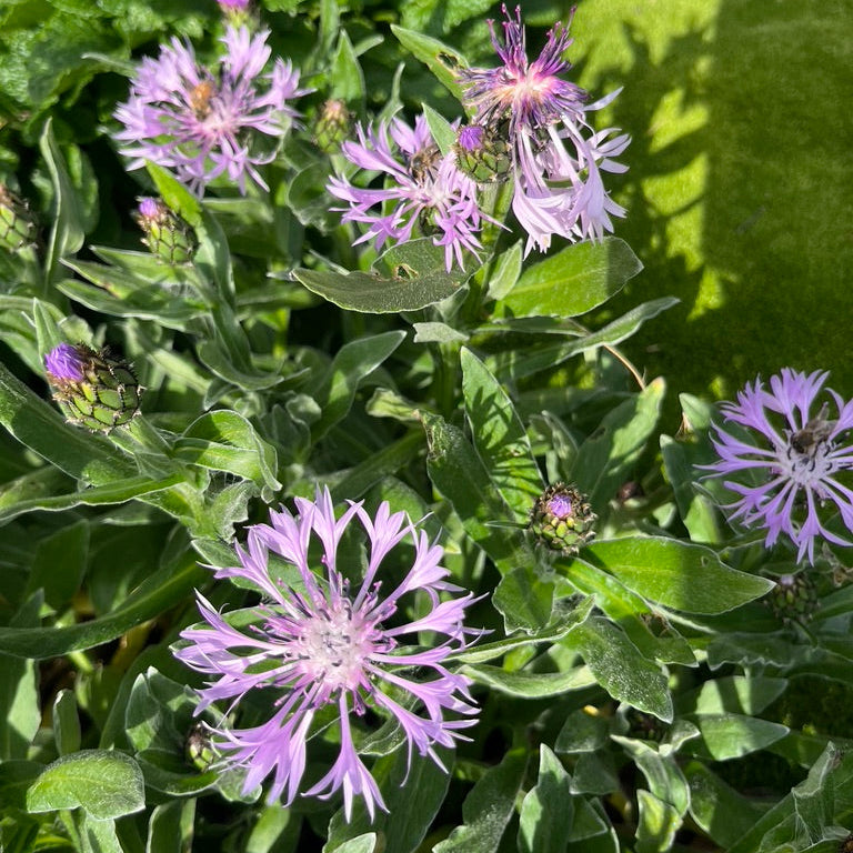 Centaurea montana carnea - 'Pink Mountain Cornflower'