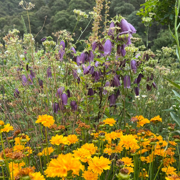 Campanula punctata - Purple Bellflower