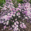 Aster 'Pink Star'