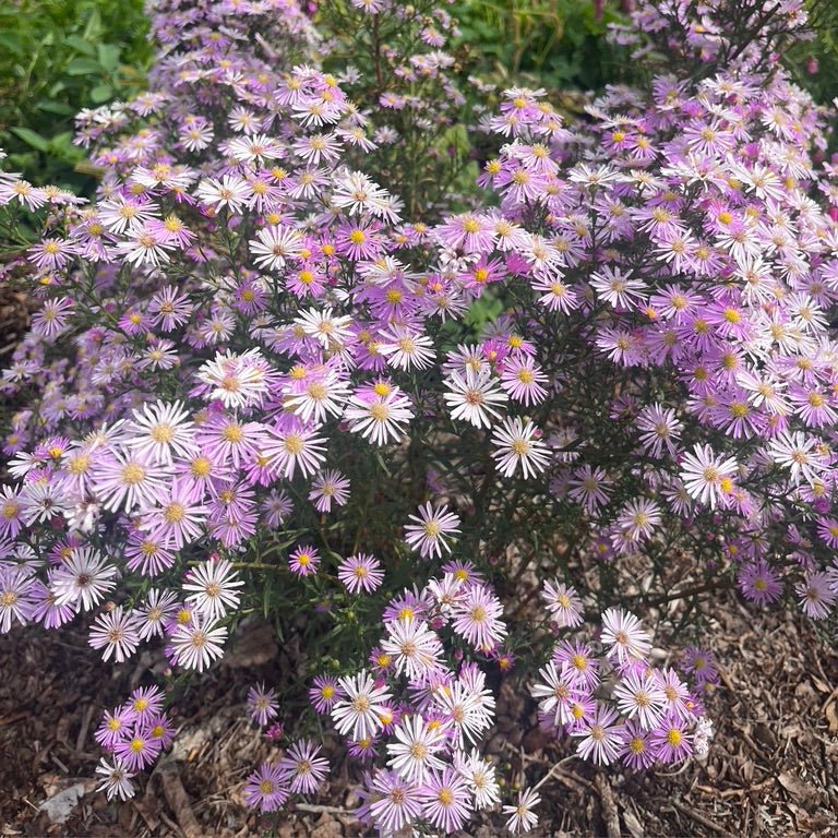 Aster 'Pink Star'