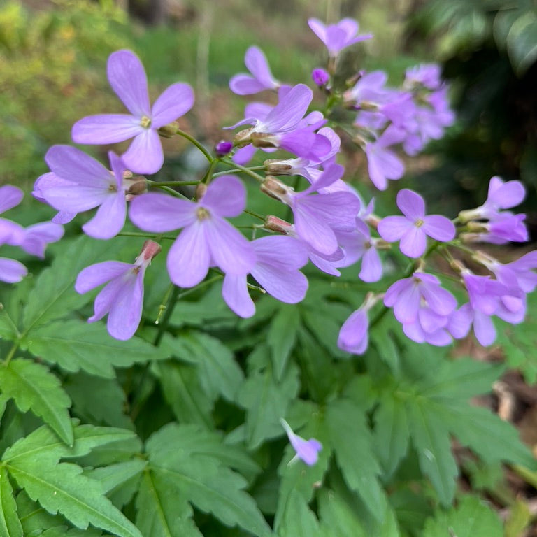 Cardamine quinquefolia- Five-Leaved Cuckoo Flower