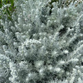 Artemisia frigida- 'Prairie Sagebrush'