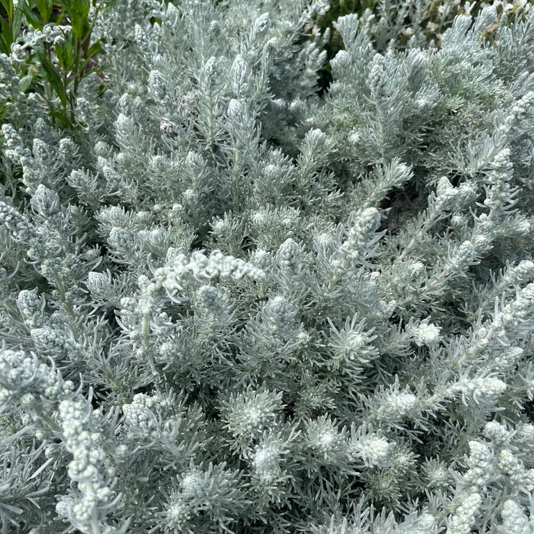 Artemisia frigida- 'Prairie Sagebrush'
