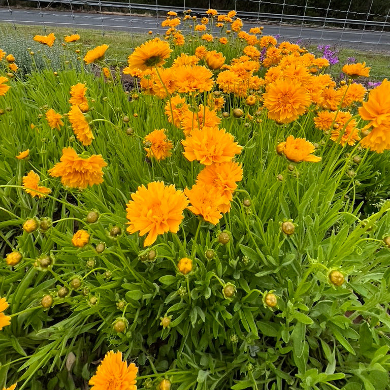 Coreopsis 'Sunray'