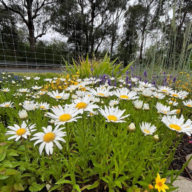 Leucanthemum x superbum - Shasta 'Little Angel'
