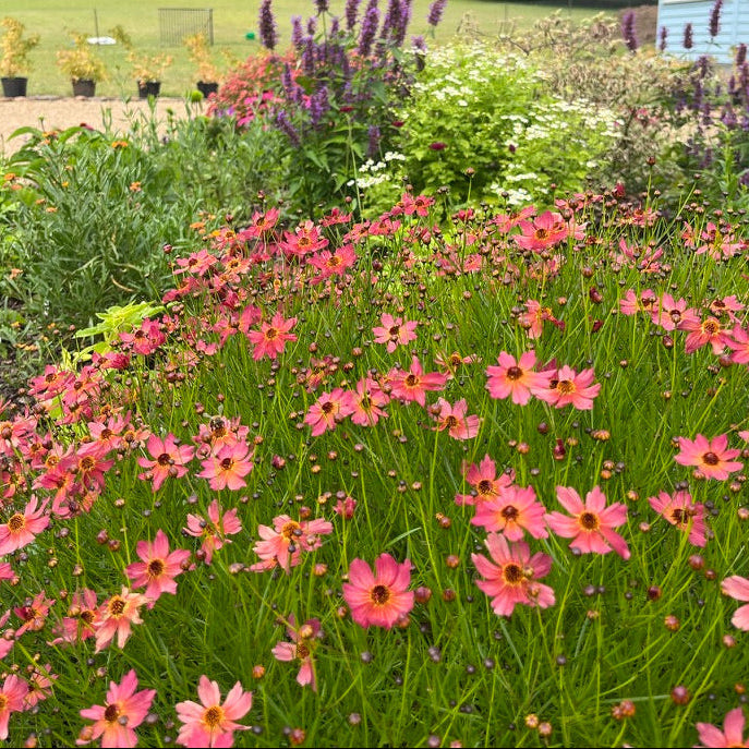 Coreopsis 'Rum Punch'