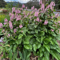 Stachys officinalis- 'Pink Betony'