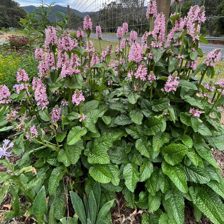 Stachys officinalis- 'Pink Betony'