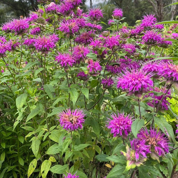 Monarda didyma 'Donnerwolke'