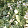 Deutzia scabra 'Variegata'