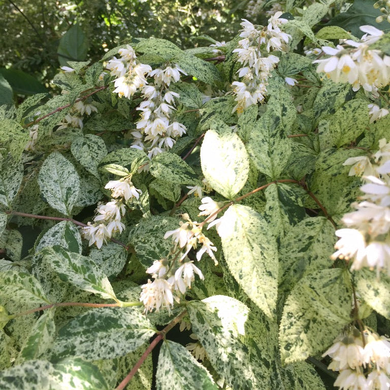 Deutzia scabra 'Variegata'