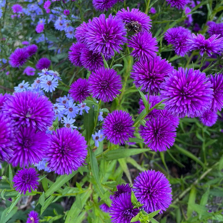 Aster 'Claret Prince'