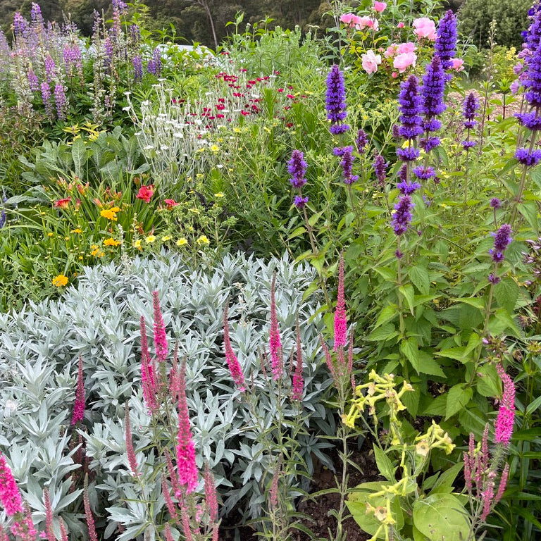 Alpine Perennials Gift Card