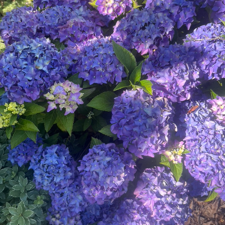 Hydrangea 'Pia Mina'