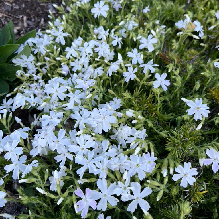 Phlox subulata -White 'Alpine Phlox'