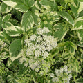 Aegopodium podagraria 'Bishop's Weed'