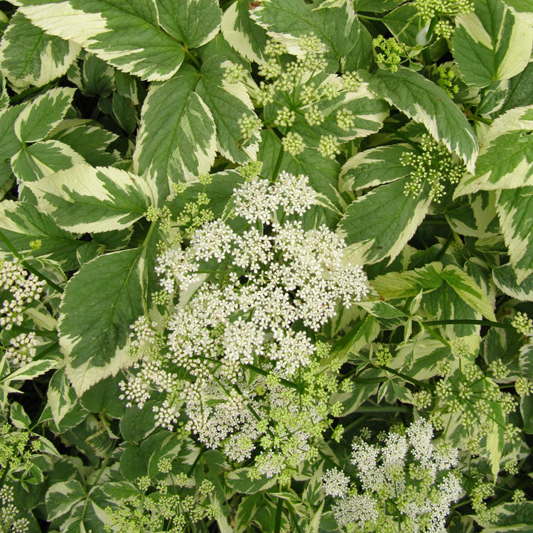 Aegopodium podagraria 'Bishop's Weed'