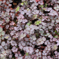 Acaena inermis 'Purpurea'- New Zealand Burr