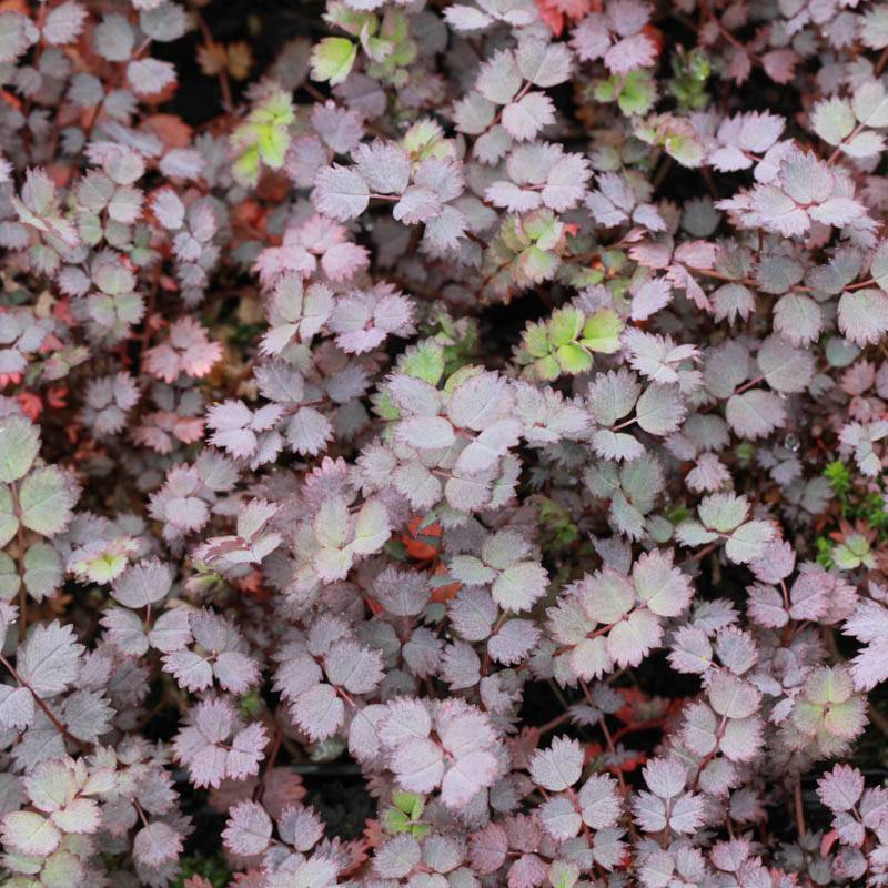 Acaena inermis 'Purpurea'- New Zealand Burr