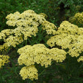 Achillea 'Hella Glashoff'
