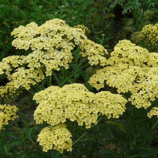 Achillea 'Hella Glashoff'