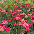 Achillea 'Paprika' Yarrow