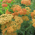 Achillea millefolium 'Terracotta'