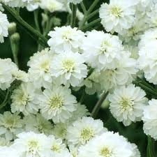 Achillea ptarmica 'The Pearl'