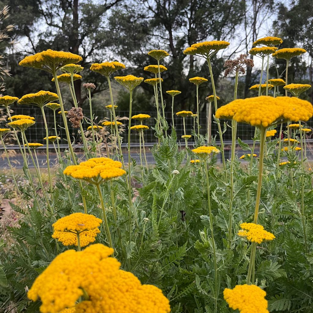Achillea filipendulina 'Gold Plate'