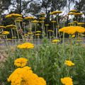 Achillea filipendulina 'Gold Plate'