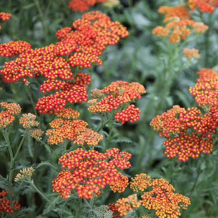 Achillea millefolium -'Walter Funcke' Yarrow.