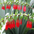 Agapetes serpens- 'Himalayan Lantern'