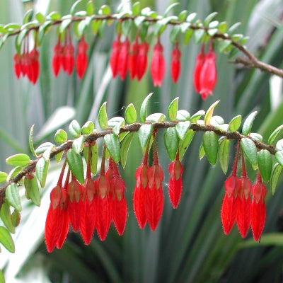 Agapetes serpens- 'Himalayan Lantern'