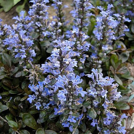 Ajuga reptans 'Chocolate Chip'