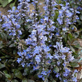 Ajuga reptans 'Chocolate Chip'