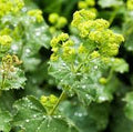 Alchemilla xanthochlora - 'Lady's Mantle