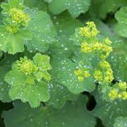 Alchemilla xanthochlora - 'Lady's Mantle