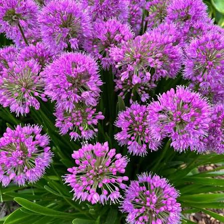 Allium 'Millenium'