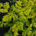 Anthriscus sylvestris 'Golden Fleece'