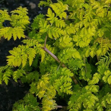 Anthriscus sylvestris 'Golden Fleece'