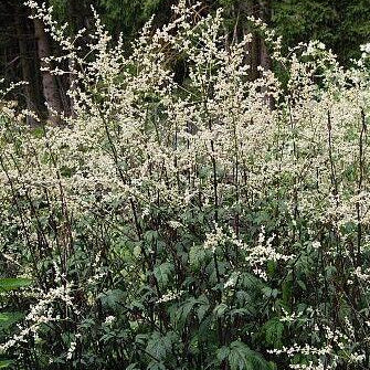 Artemisia lactiflora 'Ghizhou' - White Mugwort