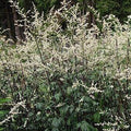 Artemisia lactiflora 'Ghizhou' - White Mugwort