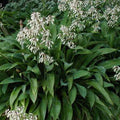Arthropodium cirratum 'Te Puna'