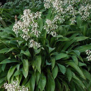 Arthropodium cirratum 'Te Puna'